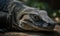 A good picture of a Komodo Dragon