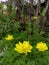 good potrait view yellow flower