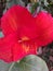 Good red cannas flower for sri lanka