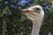 A good shot of an ostrich feeding on a farm