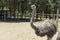 A good shot of an ostrich feeding on a farm