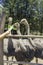 A good shot of an ostrich feeding on a farm