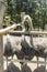 A good shot of an ostrich feeding on a farm