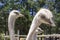 A good shot of an ostrich feeding on a farm