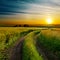 Good sunset and road in green field