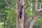 Good View of the Giant Malabar Squirrel Tail