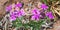 Goodding Verbena Floweers