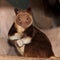 Goodfellow`s Tree Kangaroo, dendrolagus goodfellowi buergersi, Adult sitting