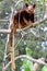 Goodfellow`s tree-kangaroo in tree