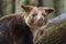 Goodfellow tree kangaroo close up