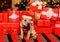 Goods for animals. Love and care. Wish list. Small shar pei puppy. Puppy santa claus. Little dog gift boxes background