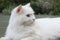 Goody-goody white cat.
