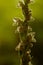 Goodyera repens, White wild orchid Creeping Lady`s-Tresses, flowering European terrestrial wild orchid in nature habitat.