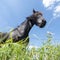 Goofy black horse in meadow with summer flowers under blue sky