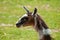 Goofy Brown and White Llama, Lama glama, head shot