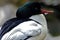 Goosander