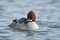 Goosander