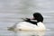 Goosander