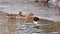 Goosander -common merganser