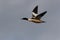 goosander Common merganser  flying germany