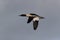 goosander Common merganser  flying germany