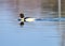 Goosander duck on a pond