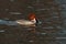 The goosander Eurasian Mergus merganser