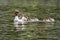 Goosander family on the west coast in Sweden