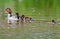 Goosander family on the west coast in Swedenst in Sweden