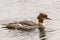 Goosander, female, swimming on lake in Germany