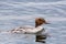 Goosander, female, swimming on lake in Germany