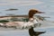 Goosander, female, swimming on lake in Germany