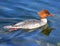 Goosander female swims