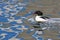 Goosander, Grote Zaagbek, Mergus merganser