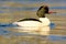 Goosander on a lake in , Sweden