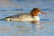 Goosander on a lake in , Sweden