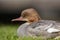 Goosander (merganser)