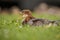 Goosander (merganser) chick