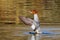 Goosander - Mergus merganser flapping her wings.