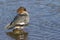 Goosander, preening in lake, Scotland