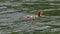 goosander swims on the lake