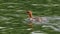 Goosander swims on the lake