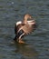 Goose in afrikan safari taking off flight