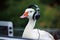 A goose as a Discjockey created with generative AI technology