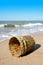 Goose barnacles attached to plastic bucket on the beach with blue sky