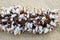 Goose barnacles barnacle on the wooden branch.