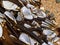 Goose barnacles clustered on piece of oceanic flotsam