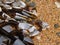 Goose barnacles clustered on piece of oceanic flotsam