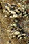 Goose barnacles Pedunculata in a sea grotto at the Atlantic