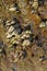 Goose barnacles Pedunculata in a sea grotto at the Atlantic